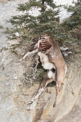 Bighorn ram carcass