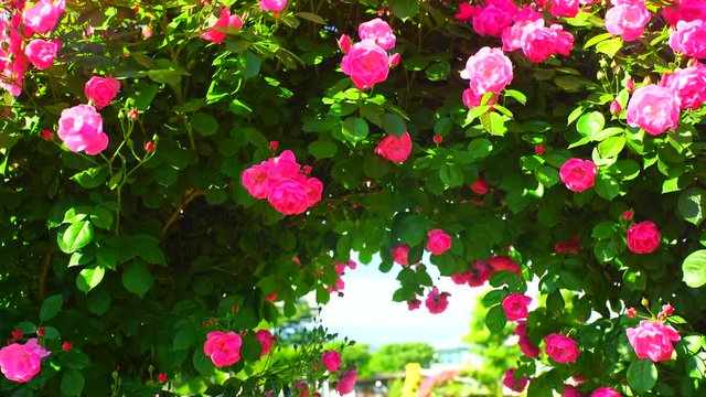 View of rose garden,  Nakano City,  Nagano Prefecture
