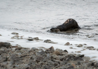 Obraz premium River otter in the wild
