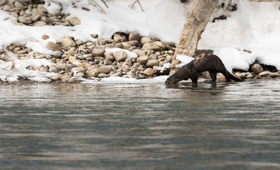 River otter in the wild