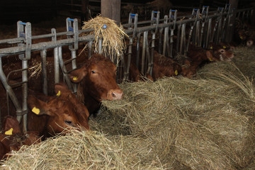 Kühe im Stall 