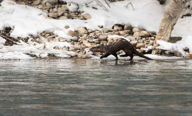 River otter in the wild
