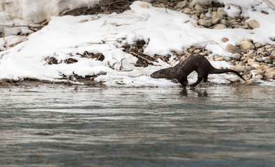 Fototapeta premium River otter in the wild