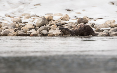 River otter in the wild