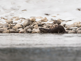 Fototapeta premium River otter in the wild