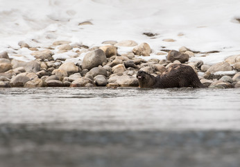 River otter in the wild