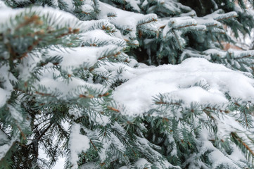 Winter nature: Fir tree branch covered with fresh snow. Snowy winter background with Christmas tree...