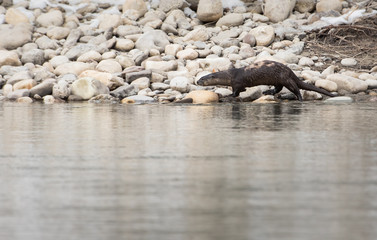 Obraz premium River otter in the wild