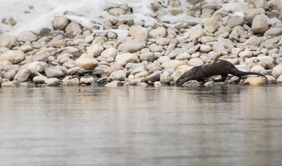 River otter in the wild