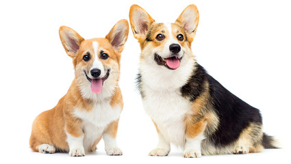 dog looks breed welsh corgi pembroke tricolor