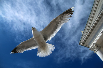 The seagulls flying on a clear sky above the roofs and heads of people in Helsinki. They are curious and impudent . But also beautiful. Part of the famous white cathedral can be seen.  