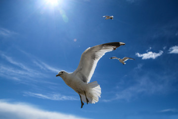 The seagulls flying on a clear sky above the roofs and heads of people in Helsinki. They are curious and impudent . But also beautiful. 