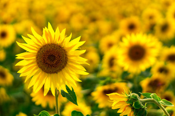 Sunflower Field in the sunset