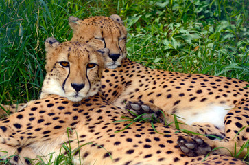 Cheetahs resting