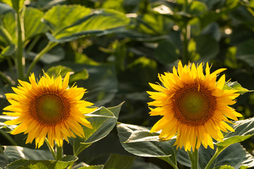 Sunflower Flower Blossom. Golden sunflower in the field backlit by the rays of the setting sun.	