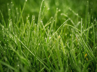 Fresh green grass in a meadow with drops of water beads in the morning.