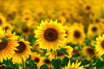 Sunflower Field in the sunset