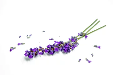  Bloemen van lavendel, achtergrond met bloemen © Inna