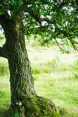 Old, inclined tree on the meadow