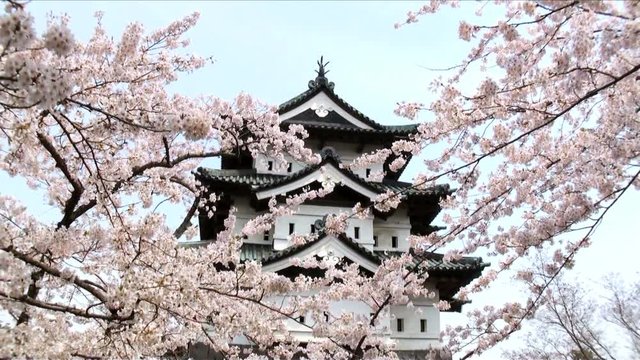 Hirosaki Castle and cherry blossom,  Hirosaki,  Aomori Prefecture,  Japan