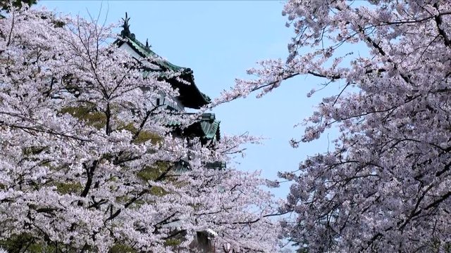 Hirosaki Castle and cherry blossom,  Hirosaki,  Aomori Prefecture,  Japan