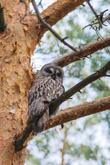 Great grey owl