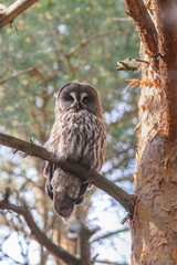 Great grey owl
