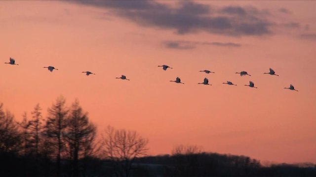 Flying birds at dusk,  Tsurui,  Akan,  Hokkaido