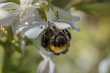 hummel