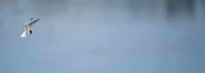 Zwergseeschwalbe (Sternula albifrons) - Little tern