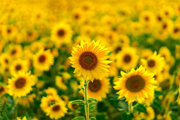 Fototapeta premium Sunflower Field in the sunset