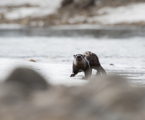 River otter in the wild