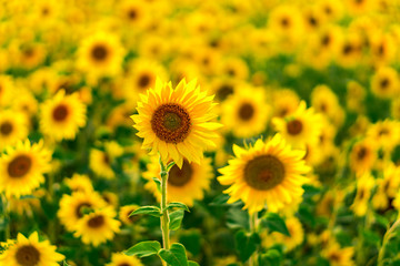 Sunflower Field in the sunset