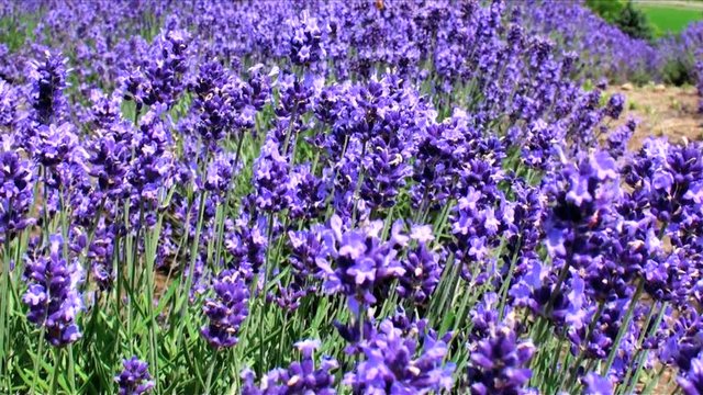 View of bumblebee on&nbsp;lavender,  Furano&nbsp;City,  Hokkaido