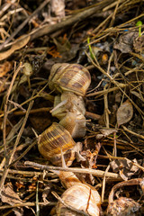 Helix pomatia, Roman - Burgundy snail, escargot, is a species of large, edible, air-breathing land snail, a gastropod terrestrial mollusc in the family Helicidae. Amorous courtship hermaphrodites.