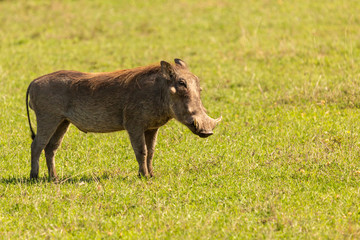 Single Warthog in profile