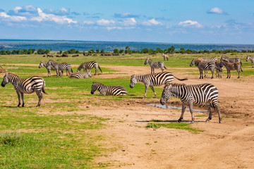 Zebra herd