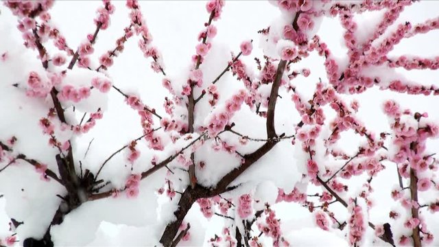 Zoom out view of plum blossoms
