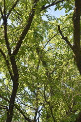 Fototapeta premium Sky Through Trees and Leafs