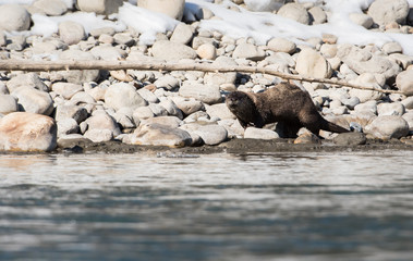 Naklejka premium River otter in the wild