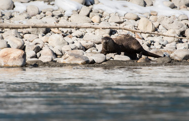 Fototapeta premium River otter in the wild