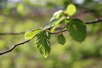 Grüne Blätter einer Buche 