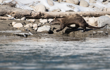 River otter in the wild