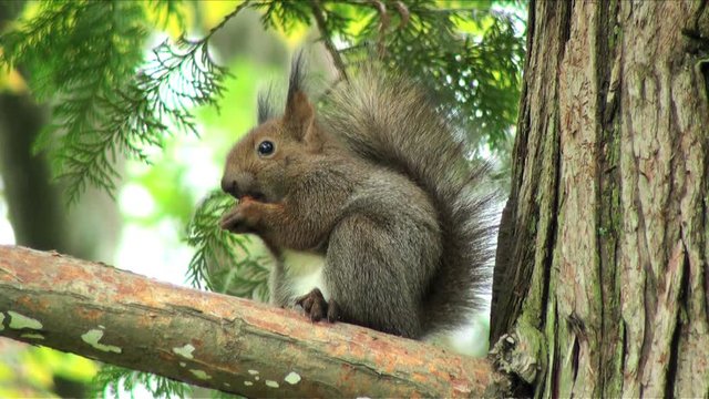 Close up of&nbsp;squirrel&nbsp;on branch