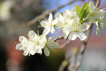 Kirschblüten 