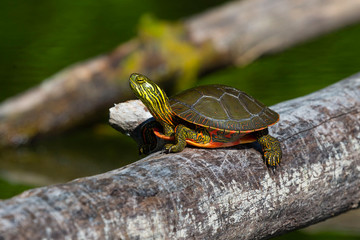 The painted turtle (Chrysemys picta) is native turtle of north america