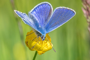 bläuling