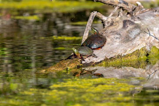 The painted turtle (Chrysemys picta) is native turtle of north america