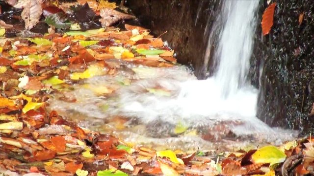 Stream falling into pond filled with fallen autumn leaves