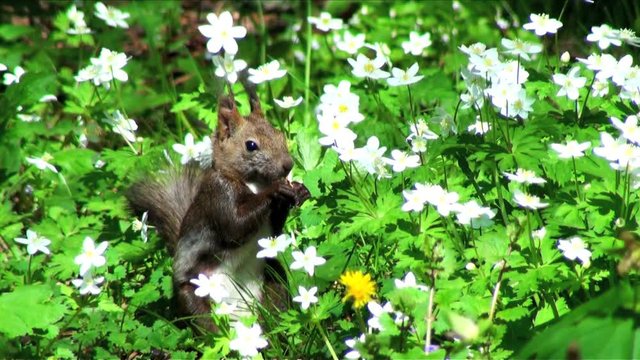 Close up of&nbsp;squirrel&nbsp;in flowers
